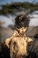 Picture of DASSENECH MAN