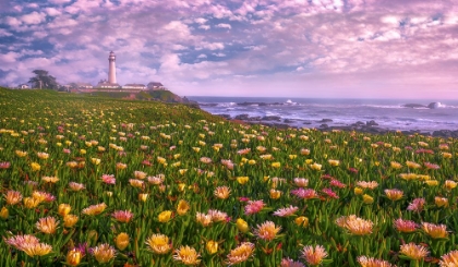 Picture of LIGHTHOUSE OF SUCCULENCE