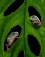 Picture of HANG OUT