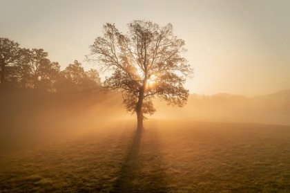 Picture of LONELY TREE