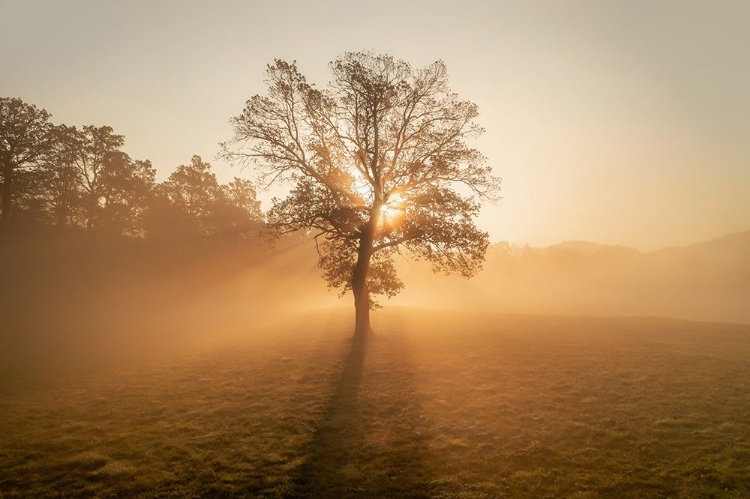 Picture of LONELY TREE