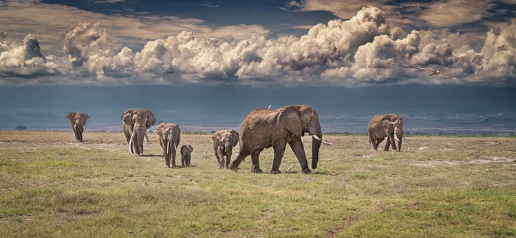 Picture of AMBOSELI WONDERLAND