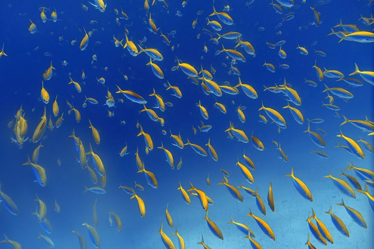 Picture of FISH FRENZY