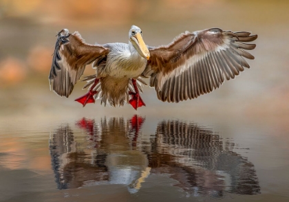 Picture of TOUCHING THE WATER