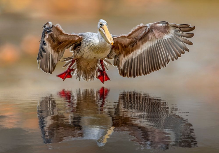 Picture of TOUCHING THE WATER