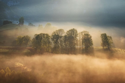 Picture of SUNRISE VEIL