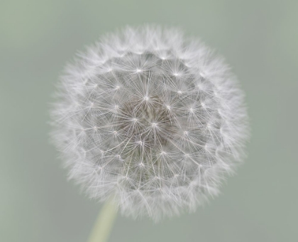 Picture of DANDELION SEEDBALL