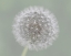 Picture of DANDELION SEEDBALL