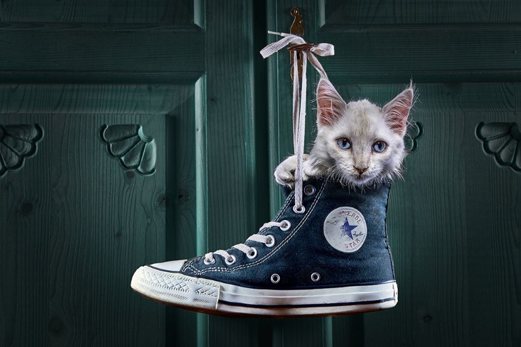 Picture of CATSHOE