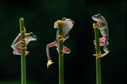 Picture of THREE FROGS IN ACTION