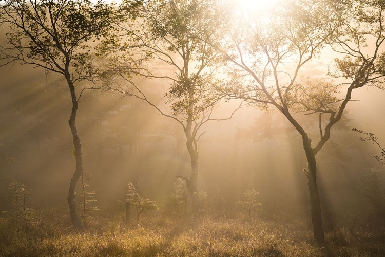 Picture of THREE TREES