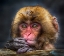 Picture of CURIOUS