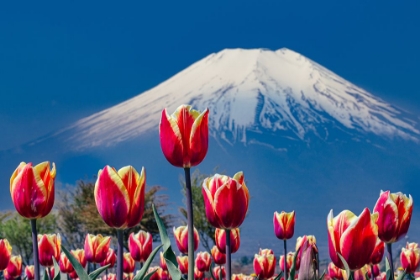 Picture of TULIPS AND MT. FUJI