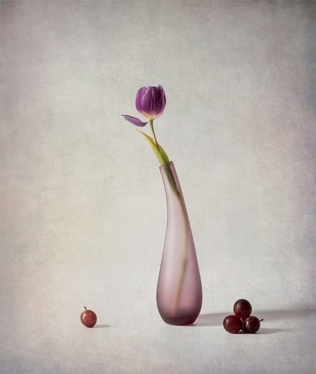 Picture of TULIP AND GRAPES