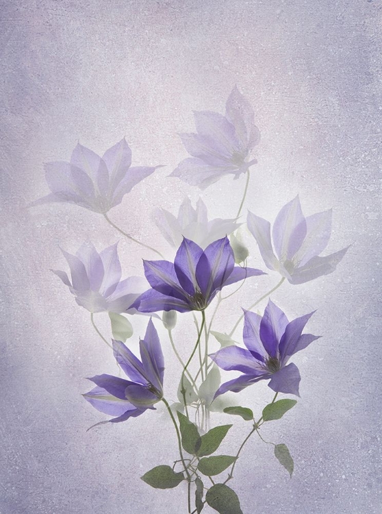 Picture of PURPLE CLEMATIS