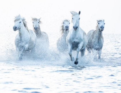 Picture of HORSES ON THE RUN