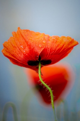 Picture of DRIFTING POPPIES