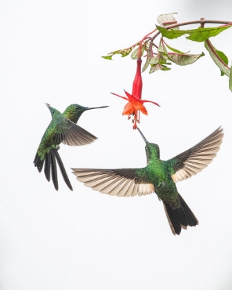 Picture of TWO HUMMINGBIRDS AT A FLOWER
