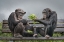 Picture of MONKEY SALAD