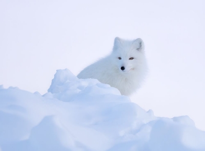 Picture of WHITE FOX