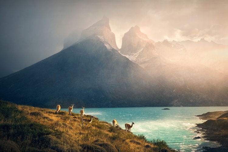 Picture of ALPACA AT TORRES DE PAINE
