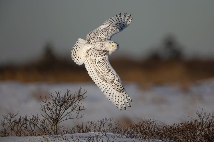 Picture of SNOWY OWL