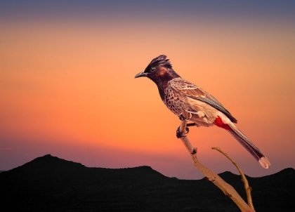 Picture of BULBUL