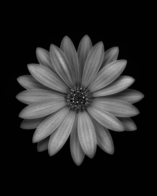 Picture of OSTEOSPERMUM