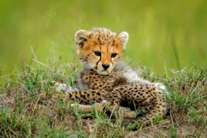 Picture of CUTE CHEETAH CUB...