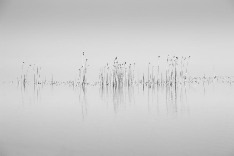 Picture of SIMPLICITY