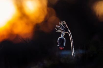 Picture of PULSATILLA PRATENSIS