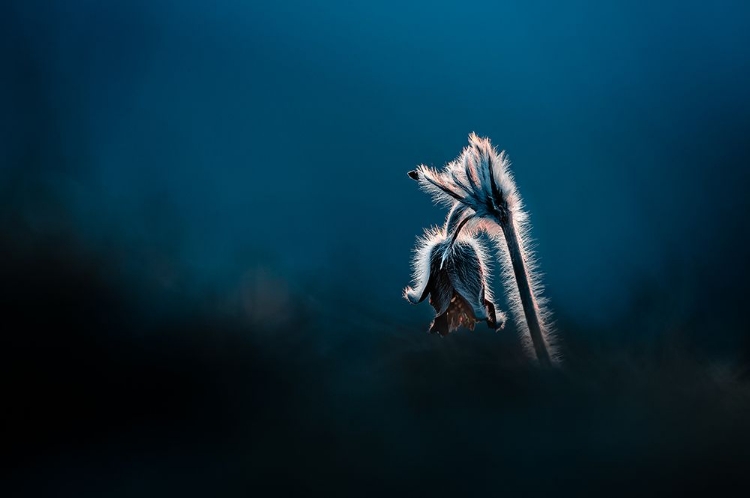 Picture of PULSATILLA PRATENSIS