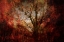 Picture of FOREST ON FIRE