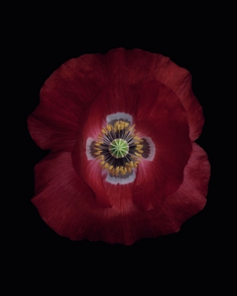 Picture of RED POPPY