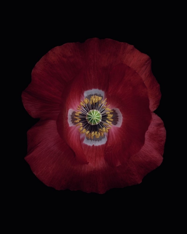 Picture of RED POPPY