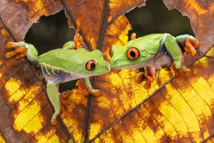 Picture of MORNING KISS