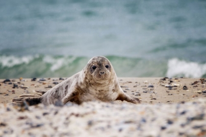 Picture of SEAL ON THE BEACH