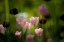 Picture of TULIPS