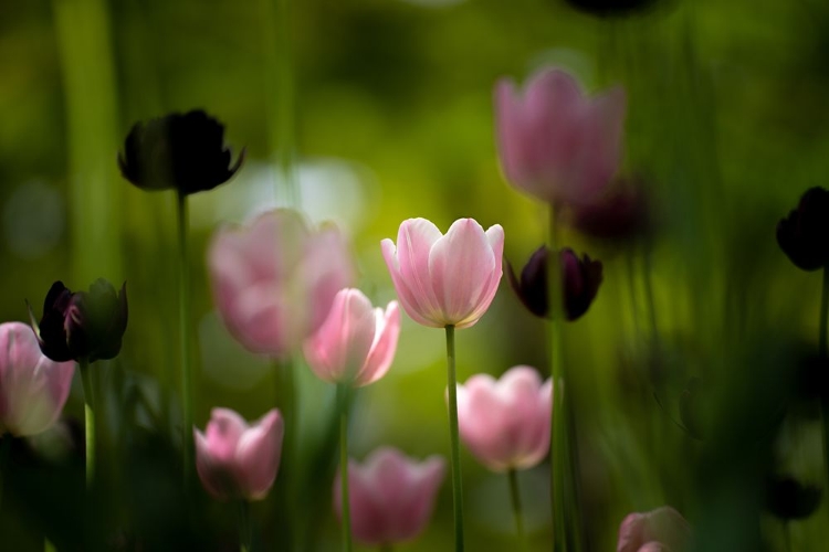 Picture of TULIPS