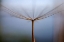 Picture of DANDELION