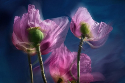 Picture of POPPIES BY THE WAYSIDE