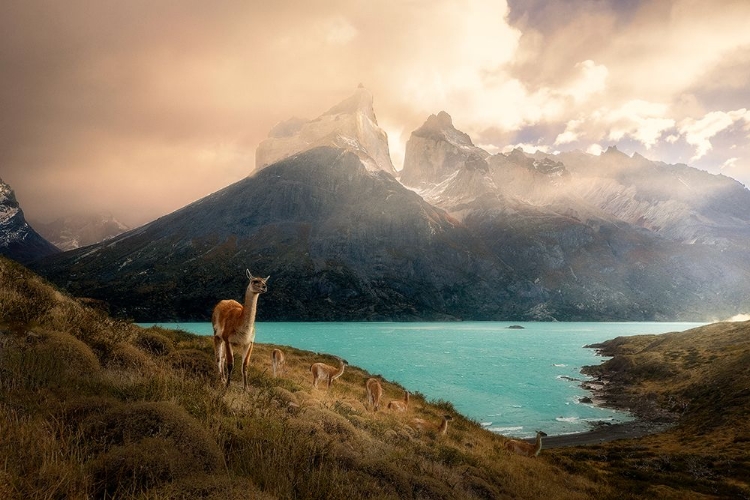 Picture of ALPACA AT TORRES DEL PAINE II