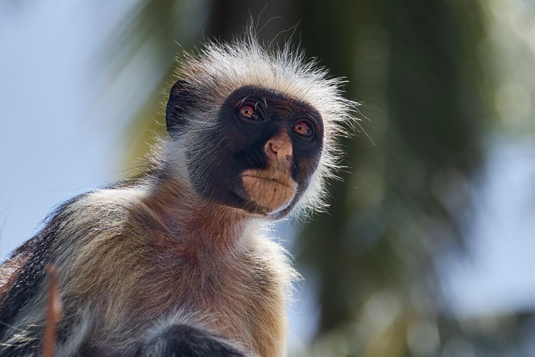 Picture of COLOBUS PORTRAIT