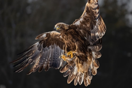 Picture of THE GOLDEN EAGLE SOARED ON ITS WINGS