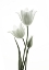 Picture of TULIPS