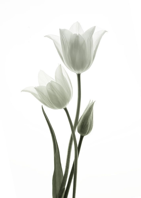 Picture of TULIPS