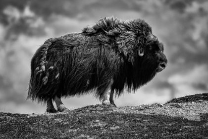 Picture of MALE MUSK OX