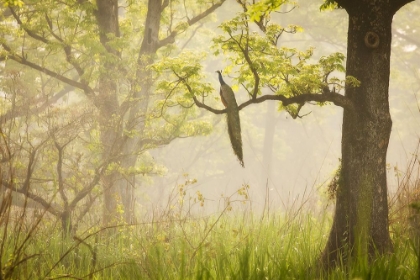 Picture of PEACOCK