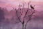 Picture of PINK SKY IN THE MORNING