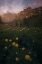 Picture of DOLOMITI